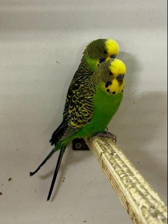 Image 2 of black face budgies and splits