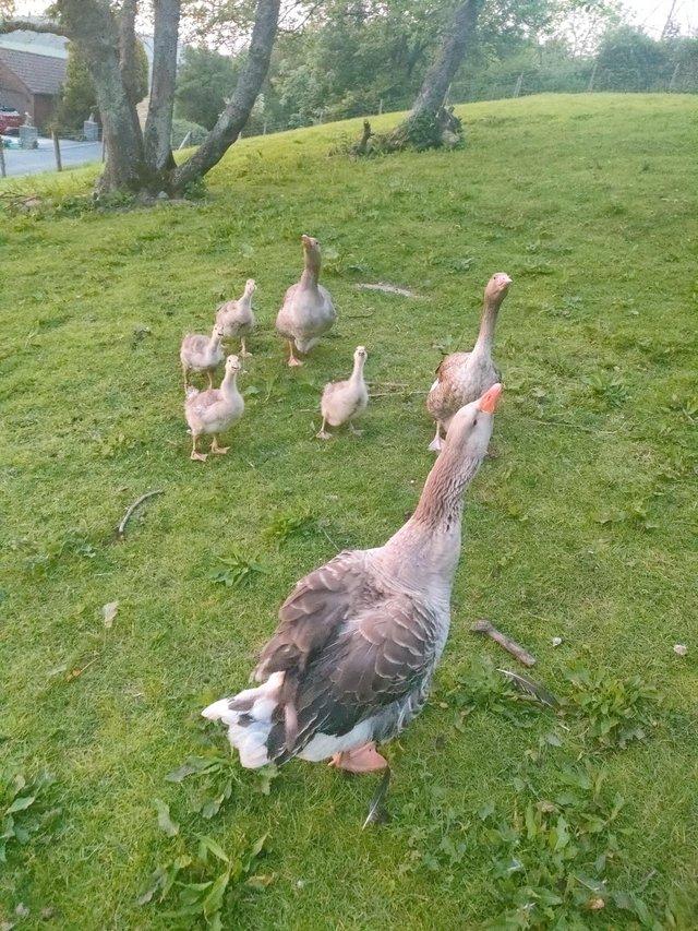 Preview of the first image of Geese for sale and they are not mixed bread's.