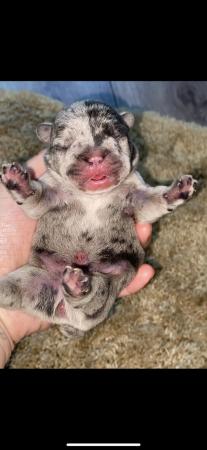 Image 6 of KC registered French Bulldog pups