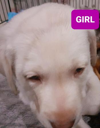 Image 6 of Labrador Puppy - Sparkling eyes!