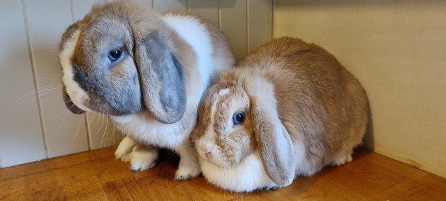Image 5 of Five beautiful Mini Lop rabbits