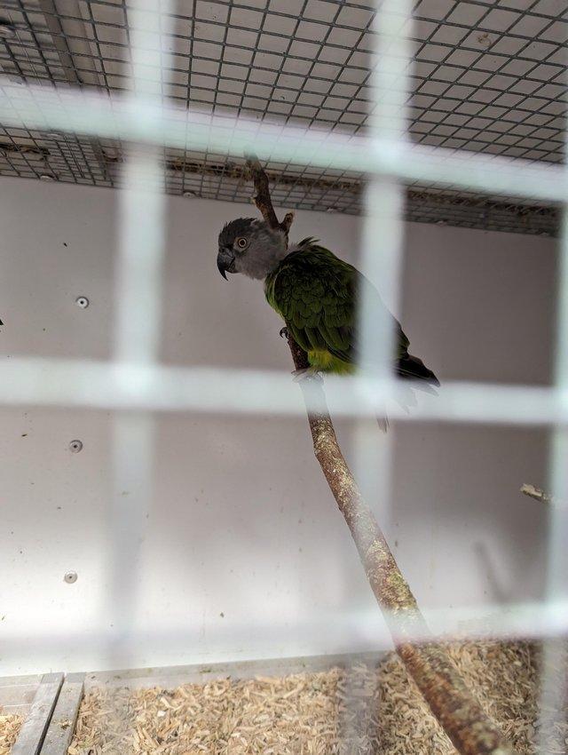 Preview of the first image of 10 month Senegal parrot for sale.