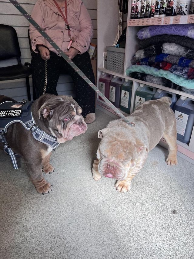 Preview of the first image of english bulldog puppies.