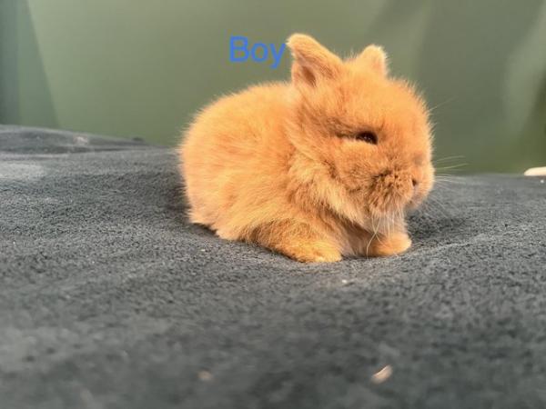 Image 4 of Mini double manned lionhead bunnies