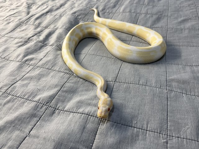 Preview of the first image of Albino male Ball python..