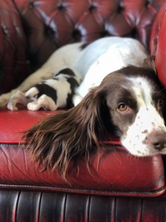 Image 6 of Liver and white English Springer Spaniels only girls left