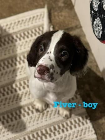 Image 40 of READY NOW Fabulous English springer puppies