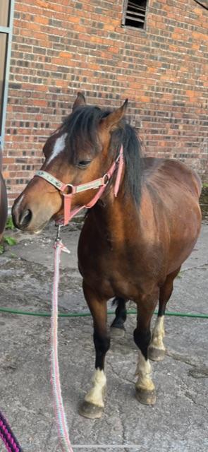 Preview of the first image of Cute little 11.2 3 year old pb reg welsh gelding.
