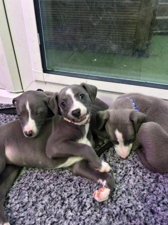 Image 6 of Whippets puppies Blue and white