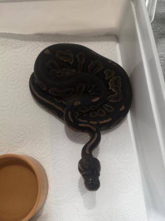 Image 3 of Female ball pythons for sale ready now