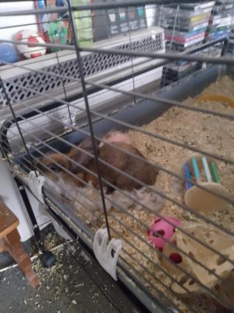 Image 3 of Female rabbit for sale with cage and stand