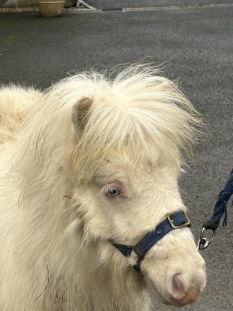 Image 4 of Hermits Snow White pedigree registered cremello filly