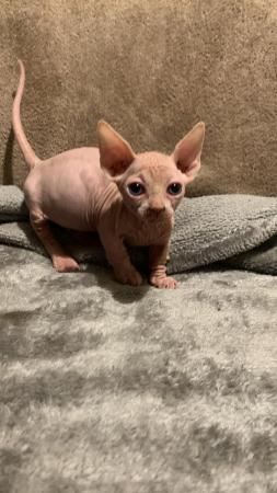 Image 7 of Sell kittens Sphynx. 2 males and 1 females
