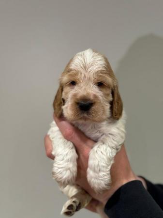 Image 3 of Stunning litter of show type cocker spaniels