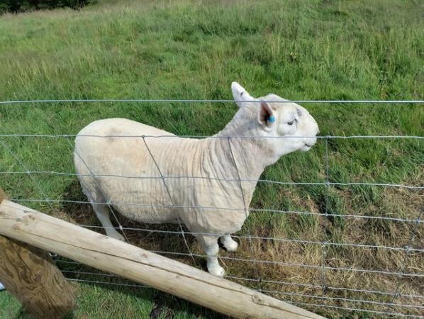 Image 1 of 3 year old proven Ram looking for new home