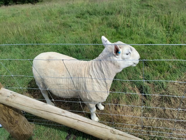 Preview of the first image of 3 year old proven Ram looking for new home.