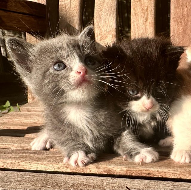 Preview of the first image of Ragdoll x maincoon kittens.
