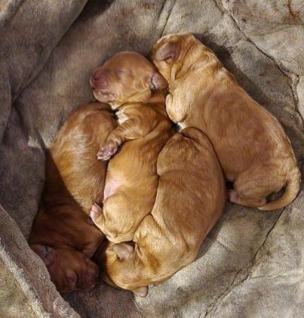 Image 6 of Fabulous F2 cockapoo pups for sale