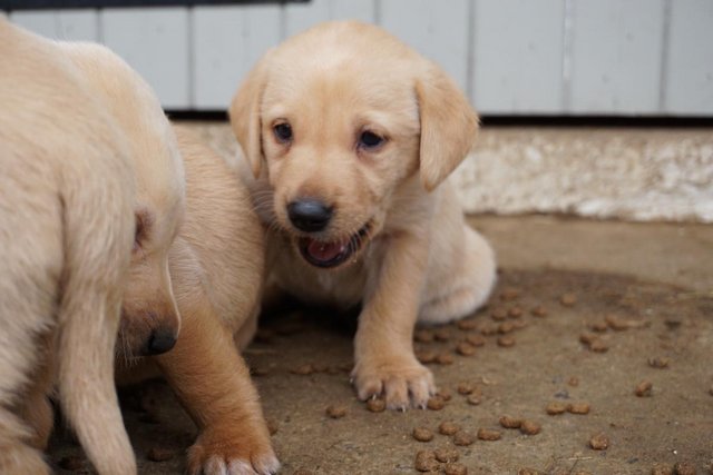 Image 5 of KC Registered Labrador puppies