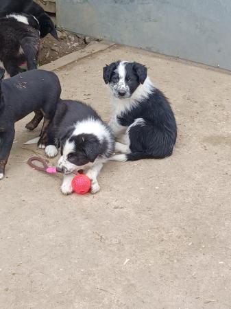 Image 12 of Border collie puppies farm reared