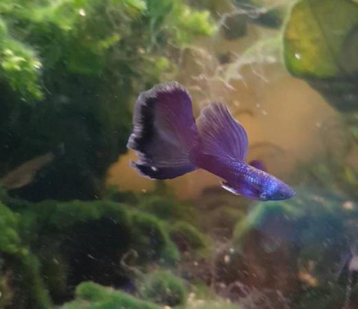 Image 4 of Blue Moscow juvenile guppies 10 for £15