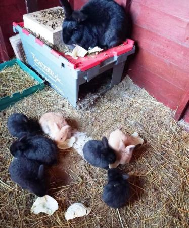 Image 6 of Pure Bred Continental Giant Babies.For Sale
