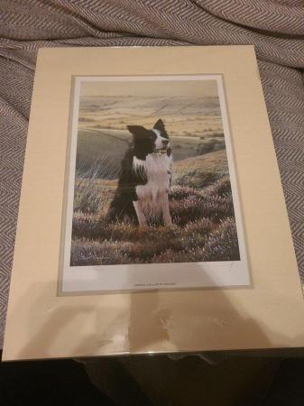 Image 9 of 11 Steven Townsend Limited Edition Prints - Border Collies