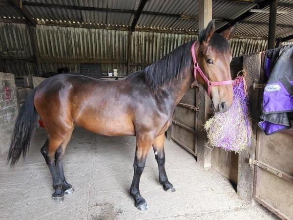 Image 2 of Beautiful 22 mth old Filly for sale