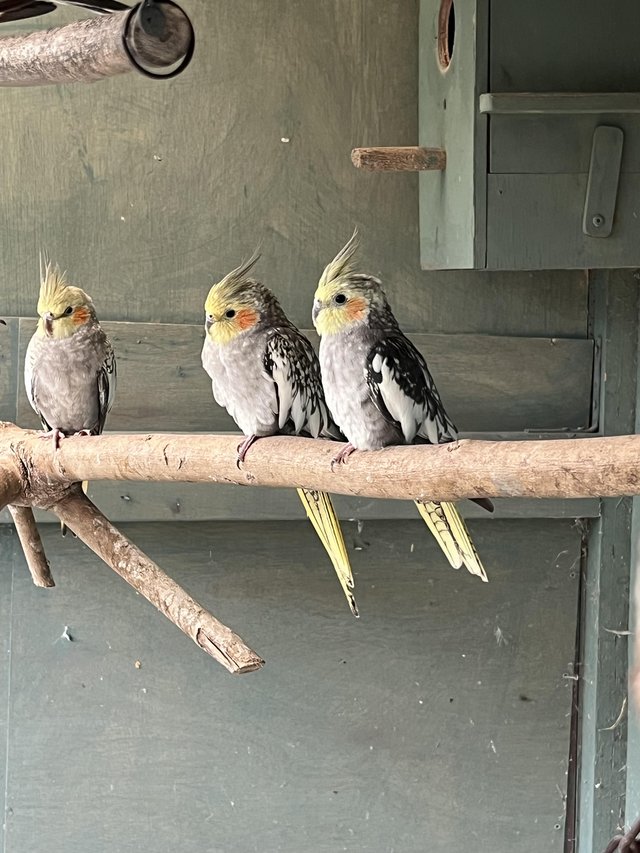 Young cockatiels looking for new homes, aviary bred. — photo 2 of 4