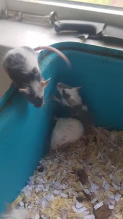 Image 2 of 10 week old Female mice for sale