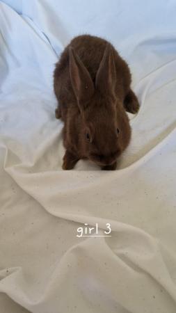 Image 2 of 6 week old baby rabbits