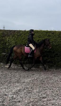 Image 1 of **SOLD **16hh tb mare rising 7yrs