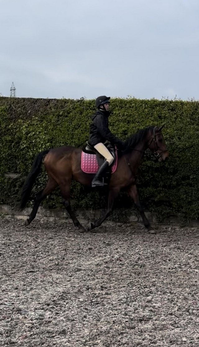 Preview of the first image of **SOLD **16hh tb mare rising 7yrs.