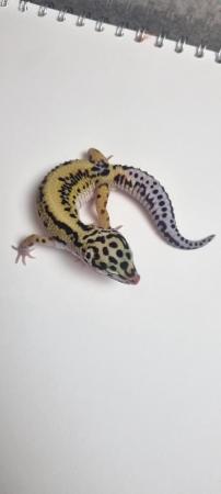 Image 3 of Leopard geckos 2 years old different morphs