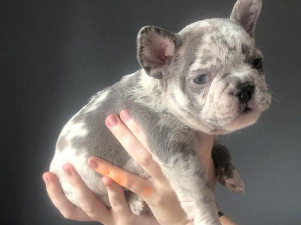 Image 7 of STUNNING LILAC ISABELLA MERLE FRENCH BULLDOGS KC