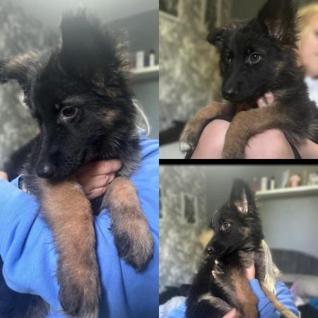 Image 8 of READY TO GO NOW! 2beautiful,chunky German shepherd puppies