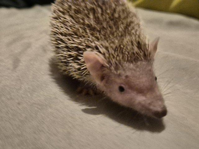 Preview of the first image of 4 month old lesser tenrecs unsexed..