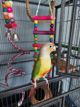 Image 5 of gorgeous pineapple conure