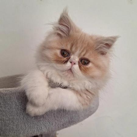 Image 1 of Pure breed Persian kittens for sale. Two gorgeous boys.