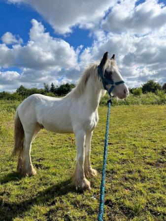Image 10 of Easy Cob Foal etm 13.2hh Riding Pony/1st Ridden/Ride & Drive