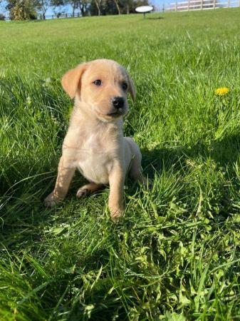 Image 20 of OUTSTANDING LITTER OF FOX RED AND YELLOW LABRADOR PUPPIES