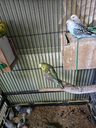 Image 25 of budgies for sale, breeding couples, babies