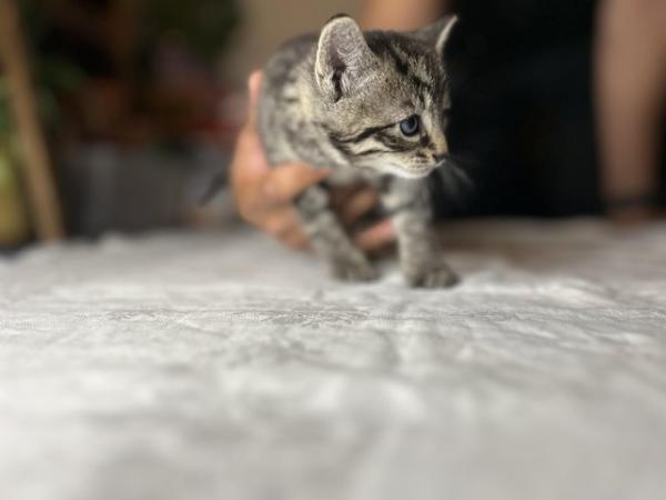 Image 5 of Four Bengal X kittens ready for their homes!