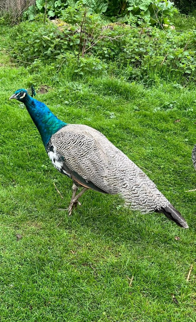 Preview of the first image of Peacock for sale 2023 hatch.