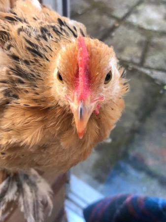 Image 2 of Pekin Bantam male chicken, 8 week old - free to a good home