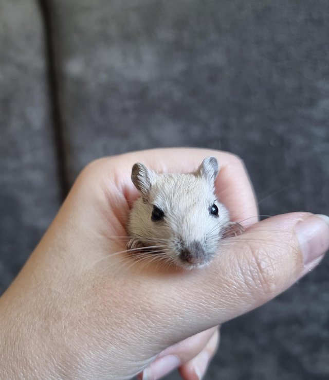 Preview of the first image of Hand tame baby gerbils ready for new homes!.