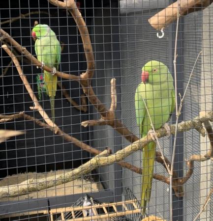 Image 4 of Pair of Ringneck Parakeets