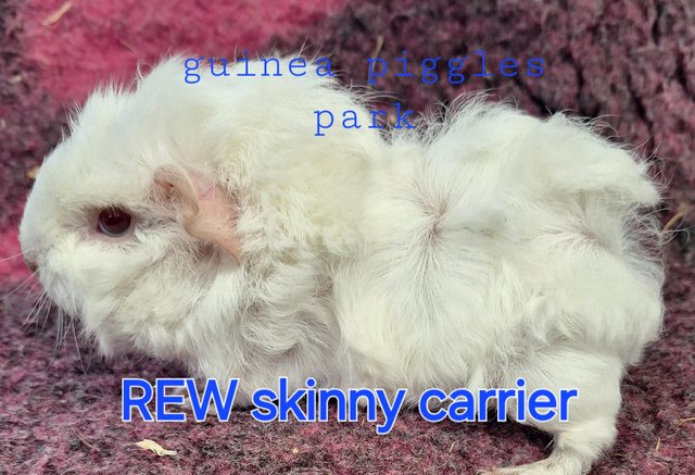 Image 3 of Stunning baby boar/male guinea pigs