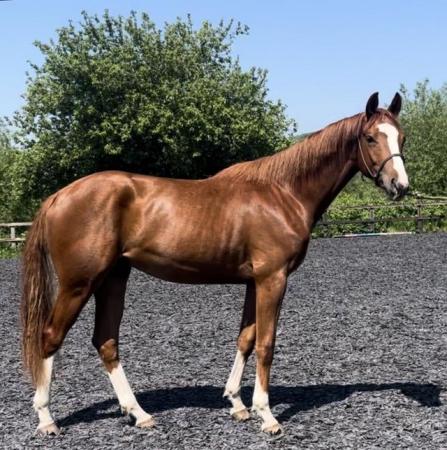Image 3 of 2 yr old chesnut gelding by Timolin to make 16.2hh