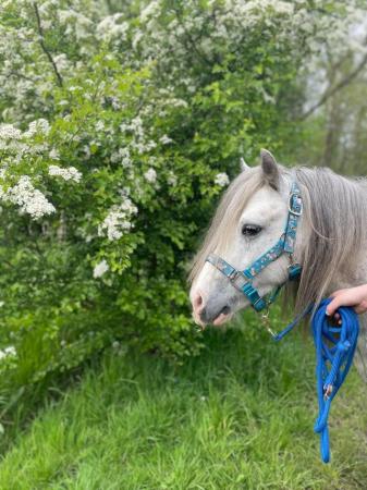 Image 24 of 5*Home Found Other Rescue Ponies Available 4 Full Re-Homing.